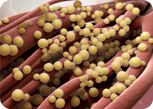 FDA Approves New Antibiotic Zevtera for Serious Bacterial Infections | Cromos Pharma