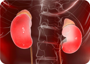 Novartis Announces Breakthrough in Rare Kidney Disease Treatment with Fabhalta | Cromos Pharma